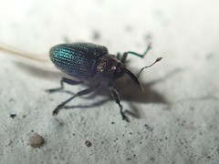 Ceutorhynchus erysimi