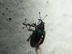 Ceutorhynchus erysimi