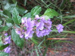 Prostanthera melissifolia