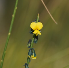 Sphaerolobium vimineum