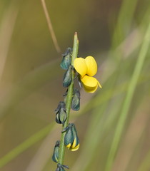 Sphaerolobium vimineum