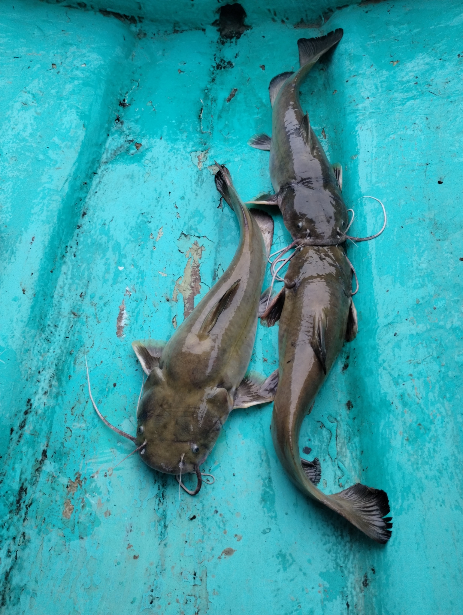 Chiapas Catfish photo 3