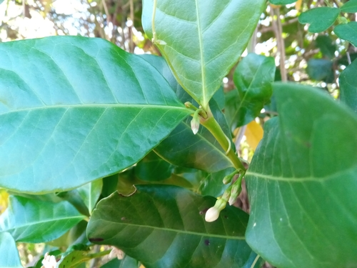 Mascarenhasia arborescens image