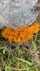 Teloschistes flavicans