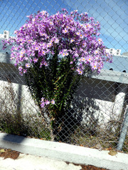 Senecio glastifolius
