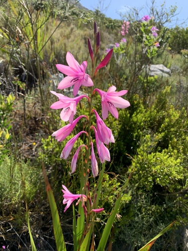 Watsonia borbonica