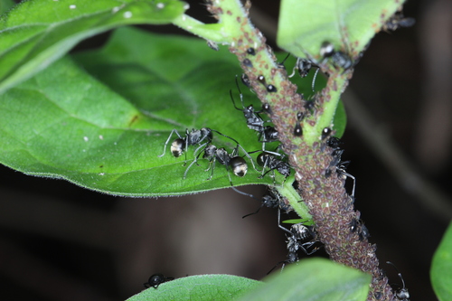 Rich Spiny Sugar ant