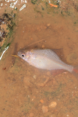 Rhodeus spinalis