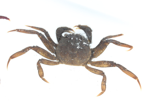 Hepu mitten crab