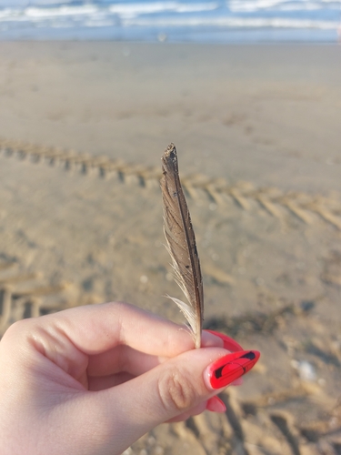 Plume de Grèbe à cou noir