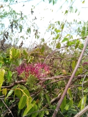 Combretum violaceum image