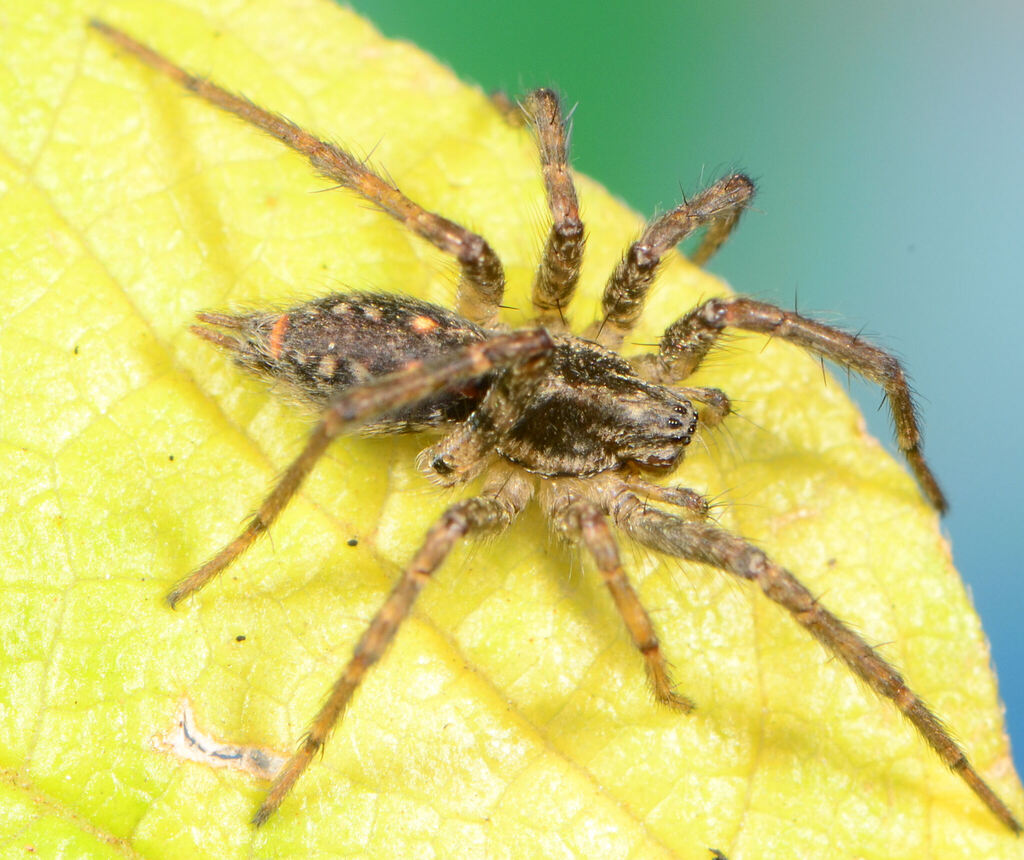 Gaerdes's Agelena Grass Funnel-web Spider