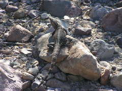 Ctenosaura conspicuosa