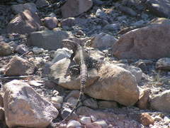 Ctenosaura conspicuosa