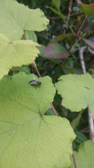 Apis mellifera unicolor