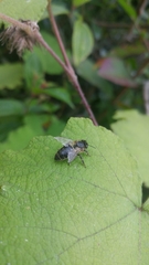 Apis mellifera unicolor