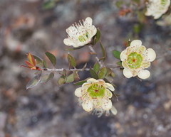 Leptospermum macrocarpum