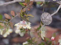 Leptospermum macrocarpum