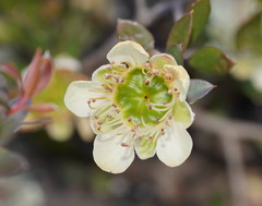 Leptospermum macrocarpum