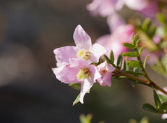 Boronia floribunda