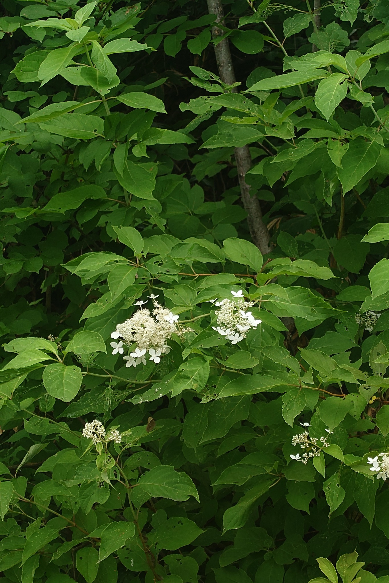 Panicle Hydrangea (Hydrangea paniculata)