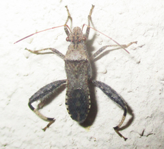 Heegeria tangirica