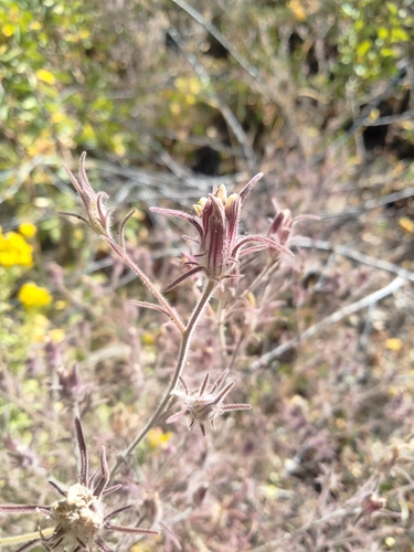 yakima bird's-beak (Cordylanthus capitatus)