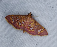 Ischnurges gratiosalis