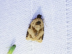 Neocalyptis liratana