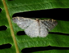 Idaea costiguttata