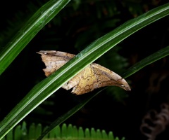 Hyposidra infixaria