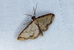 Idaea impexa