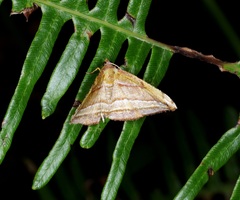 Loxotephria
