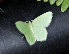 Idiochlora minuscula