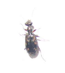 Lasiocera