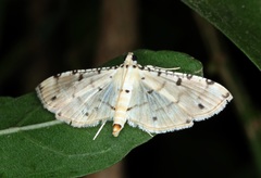 Pycnarmon cribrata