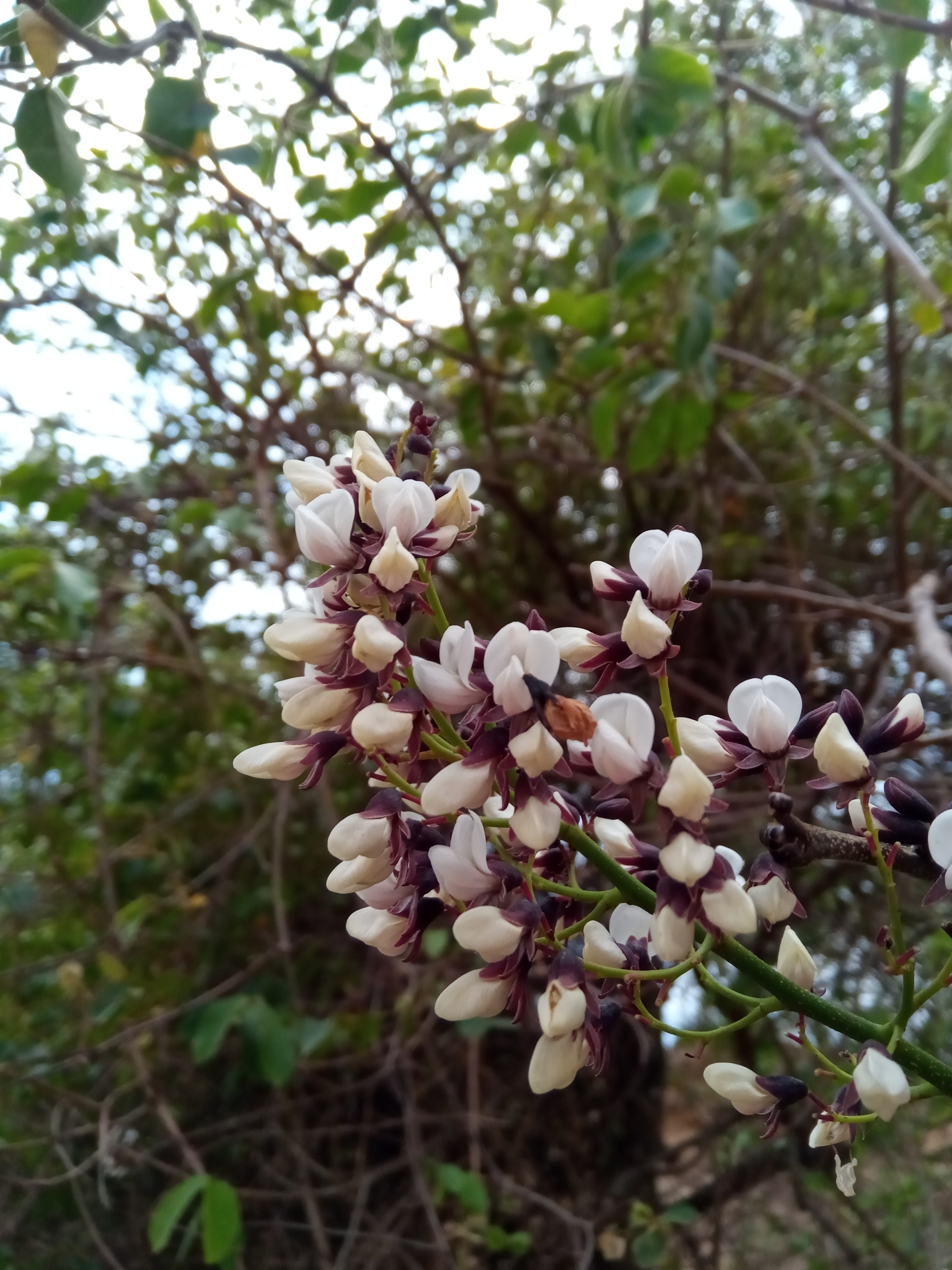 Dalbergia pervillei