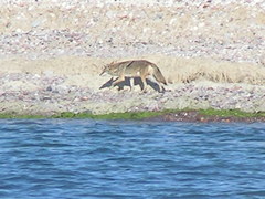 Canis latrans jamesi