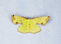 Corymica arnearia