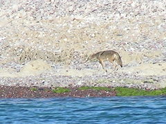 Canis latrans jamesi