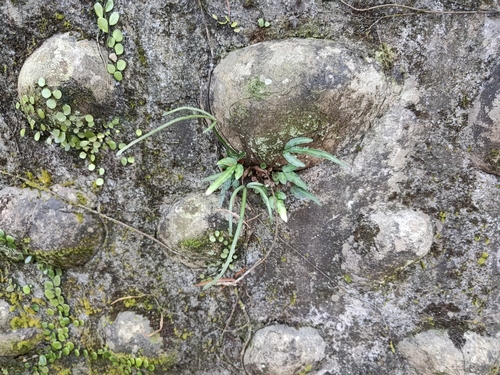 Pteris ryukyuensis observed 2025-08-24