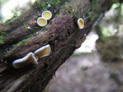 Lachnum lachnoderma