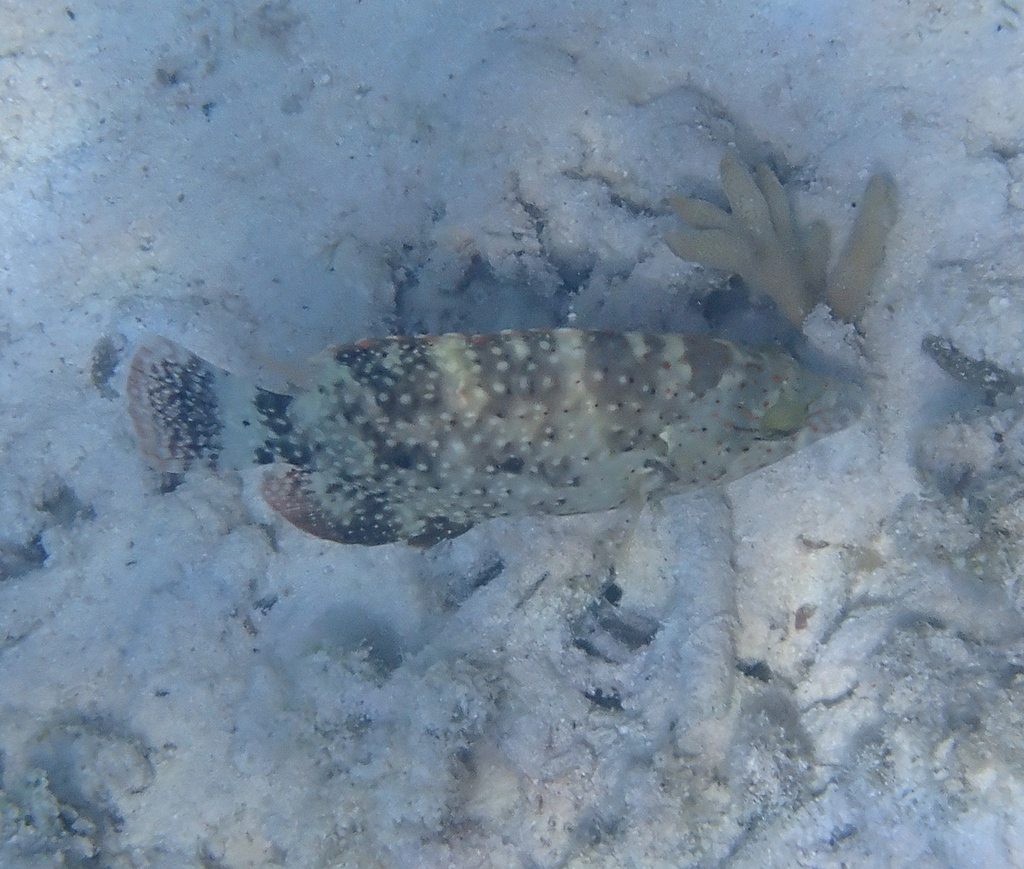 Floral wrasse