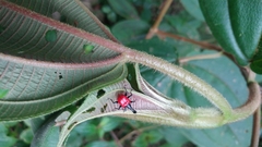 Trachelophorus giraffa