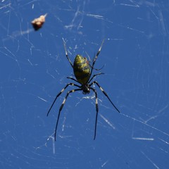 Trichonephila clavata