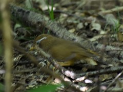Garrulax canorus