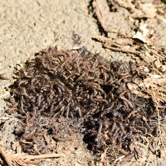 Insecta