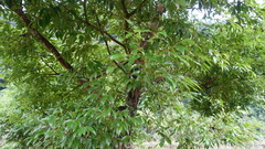 Cinnamomum burmanni