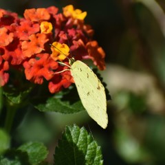 Eurema mandarina
