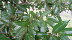Cinnamomum burmanni